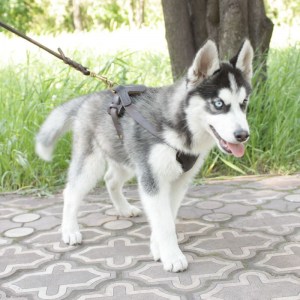 Коричневая шлейка для щенка сибирской хаски